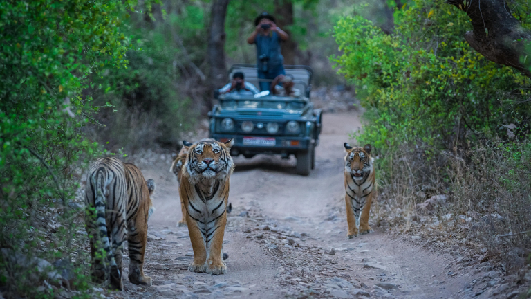 ranthambore safari